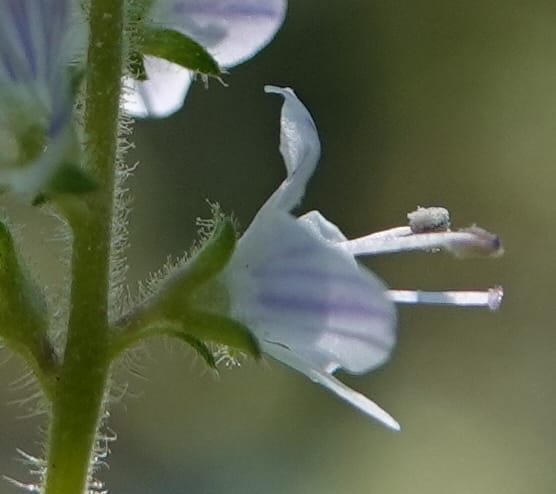 Veronica officinalis, C. Davidson 13799--ID. Latah Co. FSR 447. 7 Jul 2018. DSC05707 (145).JPG