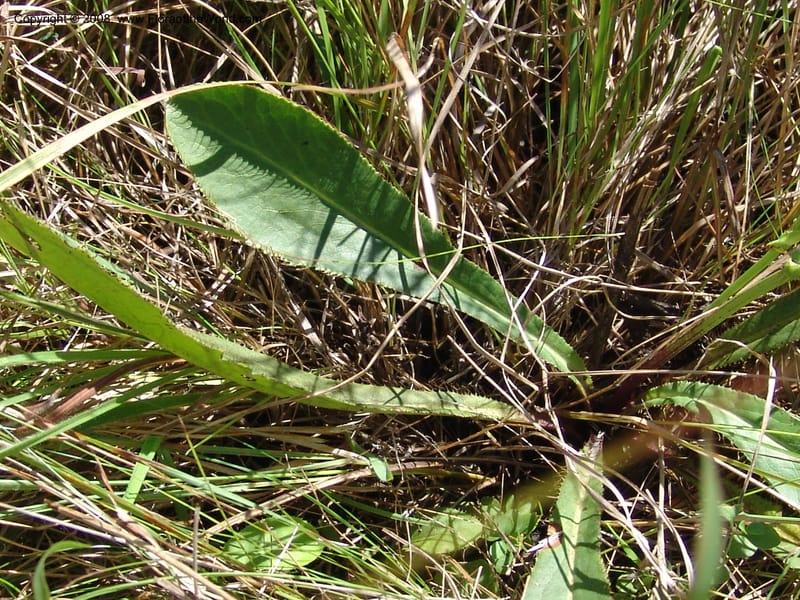 Alepidia longifolia--So.Africa. E. Cape. Umtamvuna Nat. Res. 11 Mch 05. 298.jpg