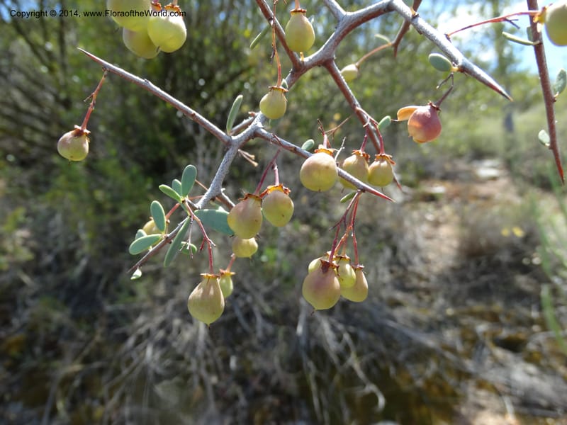 Putterlickia pyracantha, Davidson, C 12273--South Africa. Western Cape. S of Oudtschoorn. 20 Jan 2014. DSC00850 (24).JPG