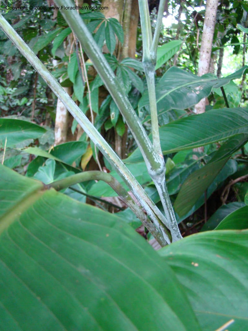 Ischnosiphon inflatus, RAguilar11183--Costa Rica. Puntar. Osa. Los Mogos. 17 Apr 08. 321.jpg