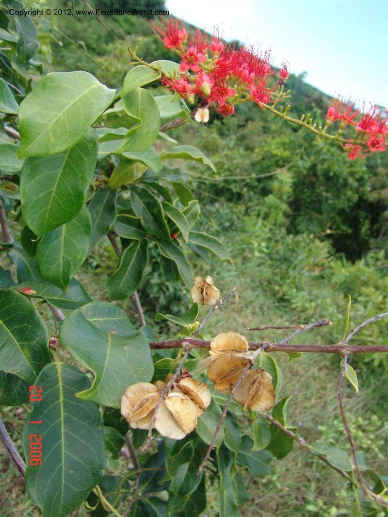 Combretum coccineum, Rogers, Z 909-Madagascar, 20 Jan 2006 026 (11).jpg
