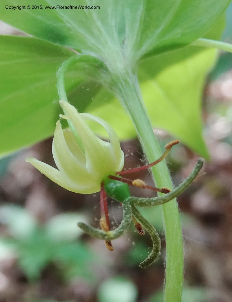 Mediola virginiana, Davidson, C 12947--North Carolina. Trans. Co. W Cradle of For. 11 May 2015. DSC03837 (49).JPG