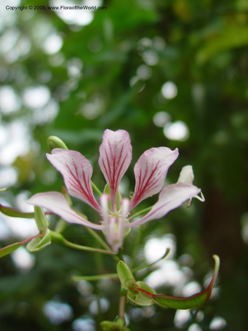 Bauhinia yunnanensis--FL. Fairchild Tropical Gard. 8 Apr 03. 025.jpg