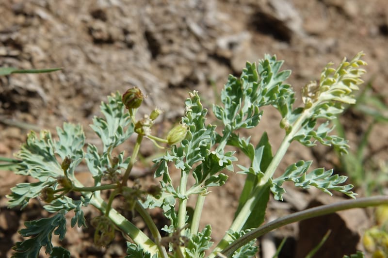 Cymopterus glaucus, C. Davidson 13559--ID. Blaine Co. Rock Creek Preserve. TNC. 14 May 2017. DSC00477 (46).JPG