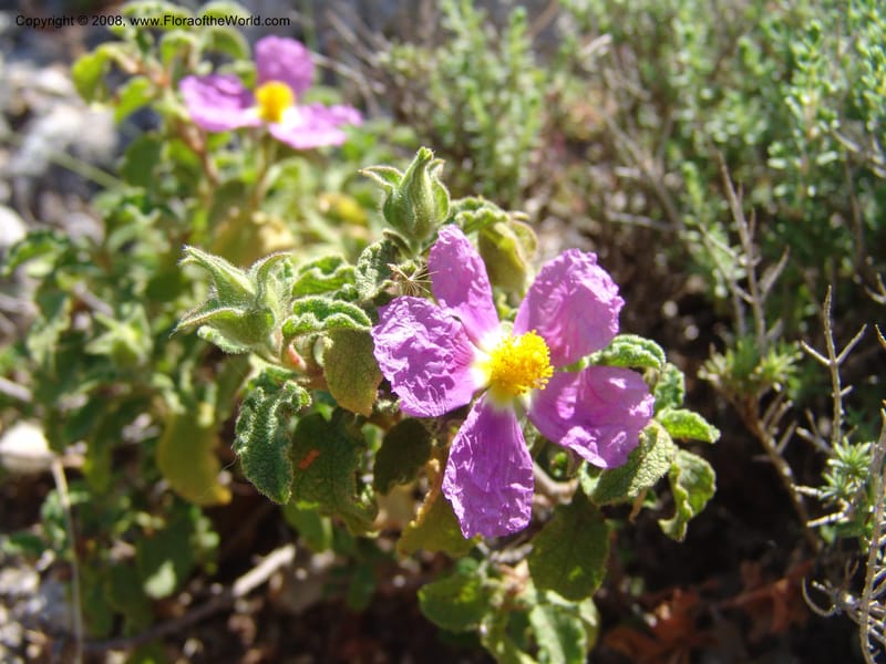 Cistus creticus--Crete. Ep. Kydonia. Akrotiri. Trail Gouvernetos . 23 May 05. 020.jpg