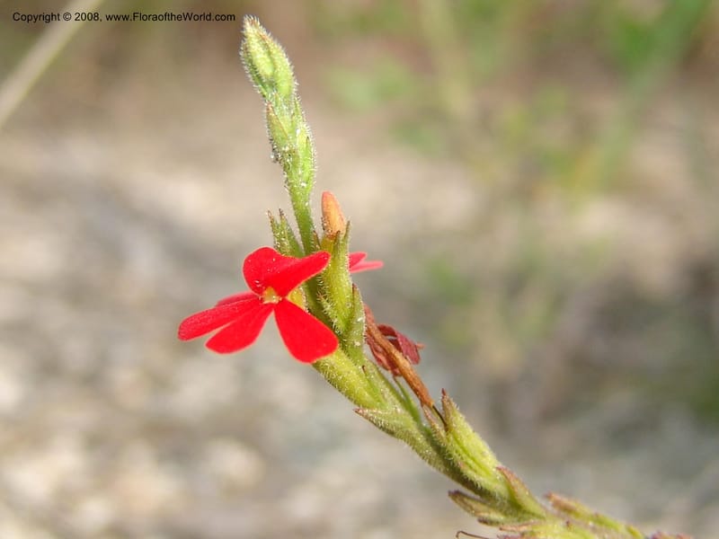 Striga elegans--So.Africa. Mpumal. R577 N of Lydenburg. 16 Mch 05. 097.jpg