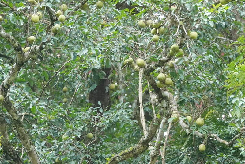 Irvingia gabonensis, C. Davidson 13929--Gabon. Missome Village. 31 Oct 2018. DSC00817 (90).JPG