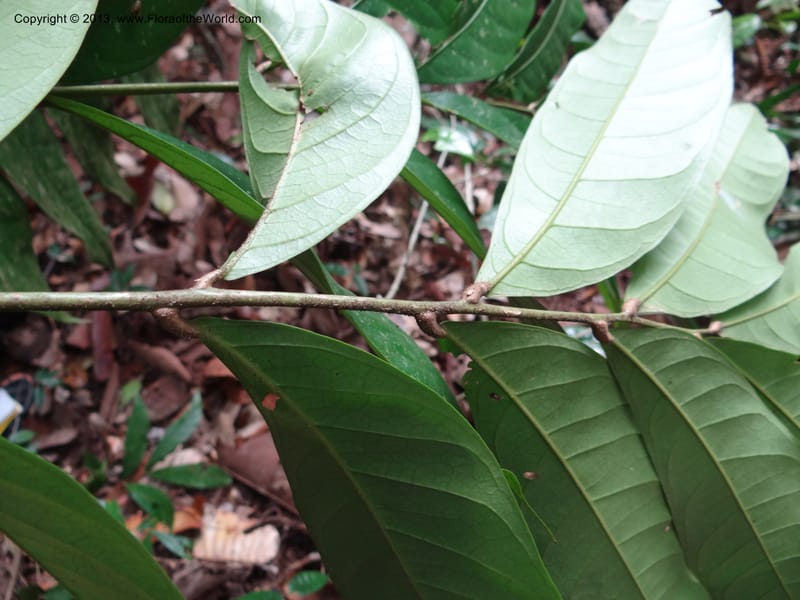 Lepisanthes, Buerki 339--Malaysia, Sabah. Kebun Cina. 12 Apr 2012. DSC08489 (12).JPG