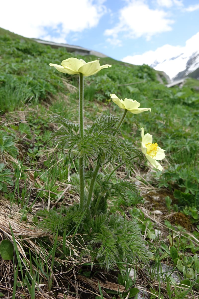 Pulsatilla alpina, Davidson, C 13235b--Switzerland. N of Hotel Belvedere on Grimselpass rd. 1 Jul 2016. DSC07465 (22).JPG