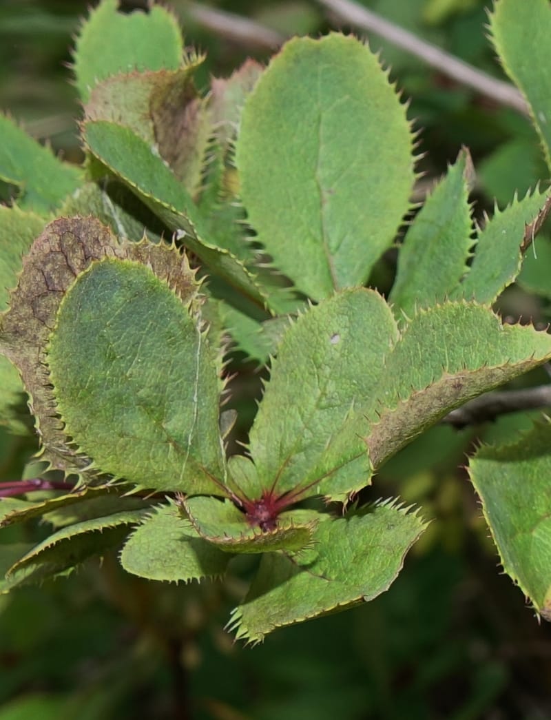 Berberis--Japan. Hokkaido. Teshio Exptl. For. 3 Aug 2016. DSC00757 (132).JPG