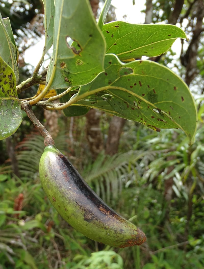 Endiandra monticola, Munzinger, J 7345--Fiji. Delaikoro Mtn. 3 Nov 2015. DSC08393 (358).JPG