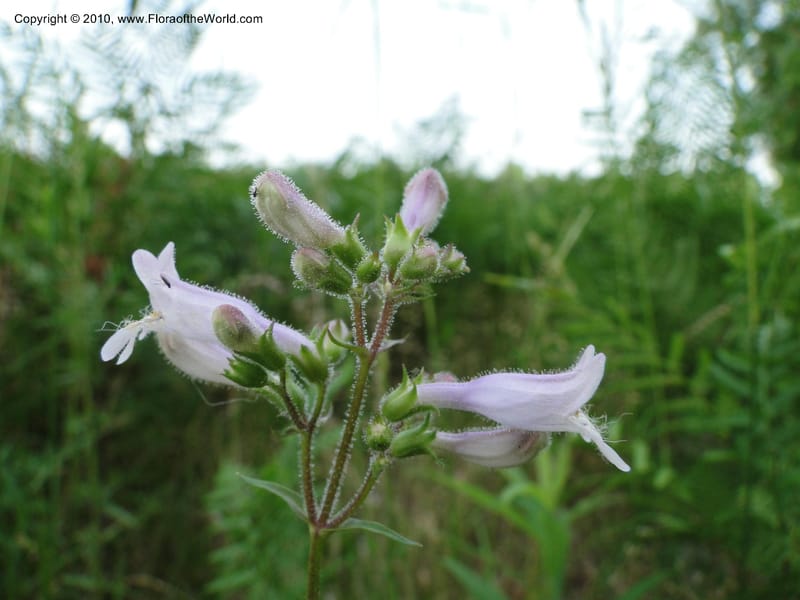 Penstemon laevigatus, Mori, S 27407, USA, North Carolina, Pender Co., Hwy 117, 3.9 miles N of Burgaw, 21 May 201 (3).JPG