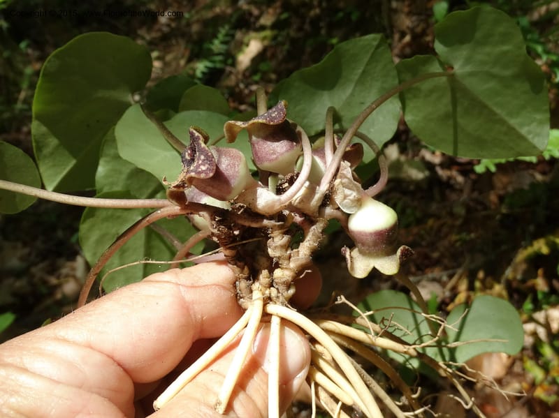 Asarum minus, Davidson, C 13010--Tennessee. Greene Co. Paint Rock, Paint Cr. 15 May 2016 (47).JPG