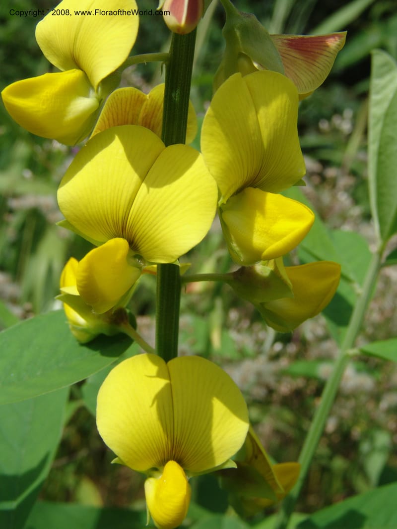 Crotalaria retusa--Cameroon. Limbe Botanic Garden. 12 Oct. 04. 156.jpg