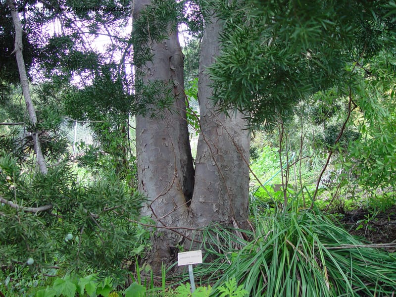 Afrocarpus gracillior. 28.0175--California. Berkeley Bot. Gard. 11 Feb 03. 045.jpg