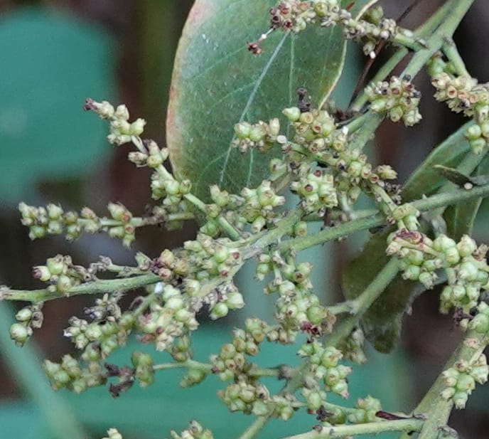 Wendlandia ligustrina, D. Boufford 44129--China. Yunnan. Meizi Lake Park. 3 May 2018. DSC01424 (204).JPG