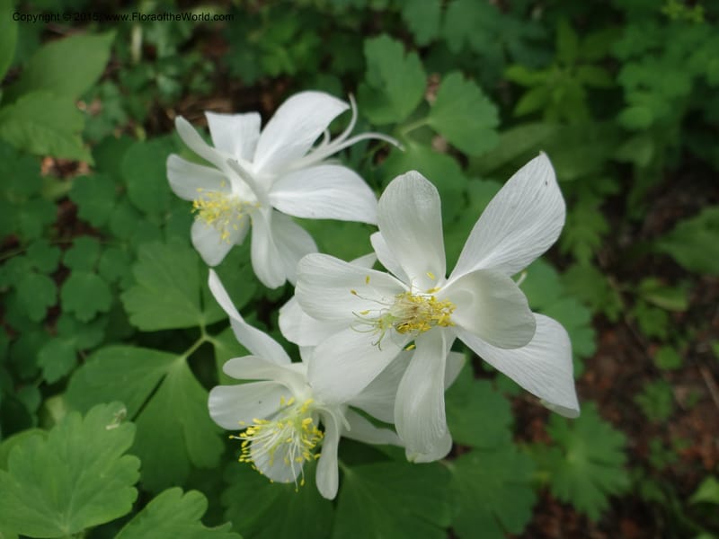 Aquilegia coerulea var ochroleuca, Mansfield, D 12-630--ID. Bear Lake Co. Mt. Sherman. 13 Jul 2012. DSC03601 (61).JPG