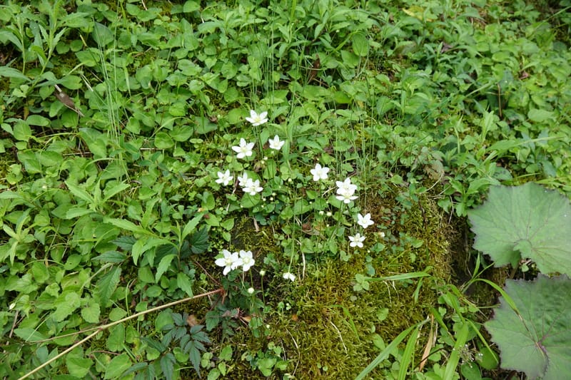 Parnassia palustris, Tseng Yu-Hsin 1316--Taiwan. SW of Nanshan on highway 7. 20 May 2016. DSC03339 (50).JPG