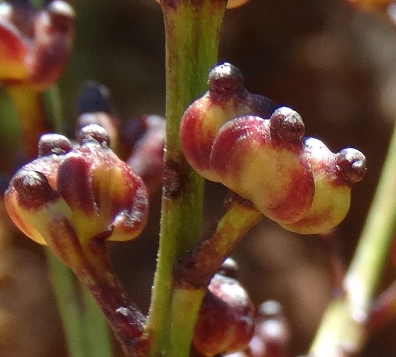 Polyscias, Lowry, P 7417--New Caledonia. PinPin. 20 Nov 2015. DSC03938 (200).JPG