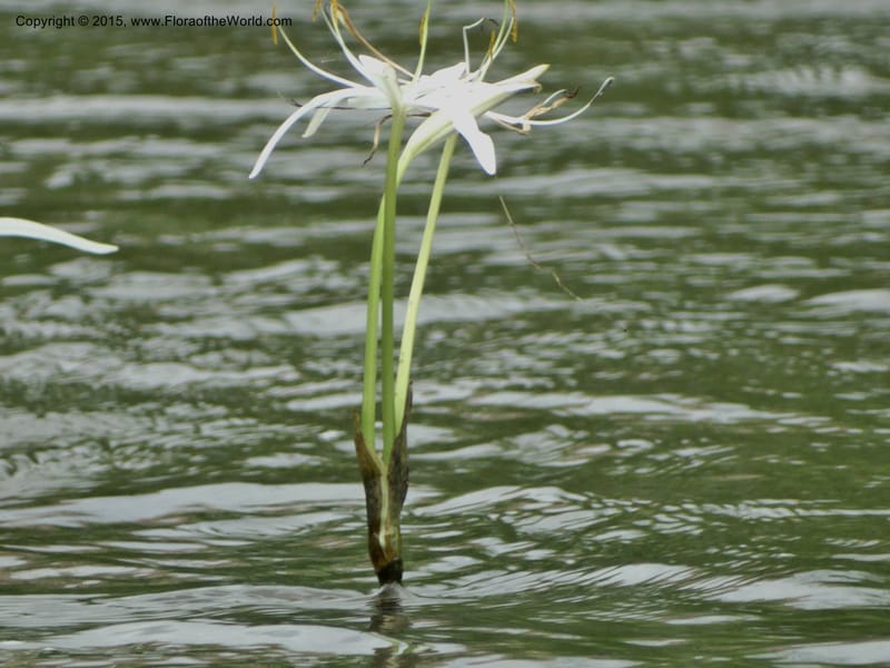 Crinum natans, Elias Ndive 189--Cameroon. Kumba River, Kumba. 23 Mar 2014. DSC03541 (23).JPG