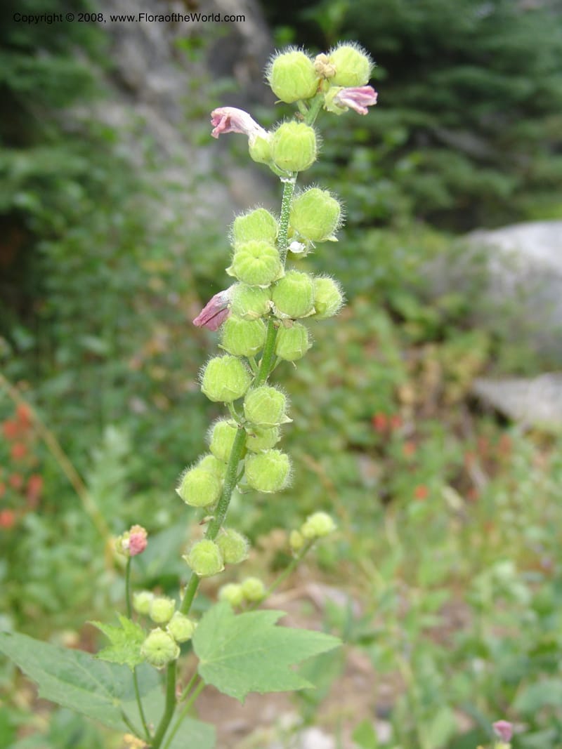 Sphaeralcea rivularis, CDavidson11116--ID. Adams Co. For. Serv. Rd. 453, to Goose Lk. 20 Jul 07. 171.jpg