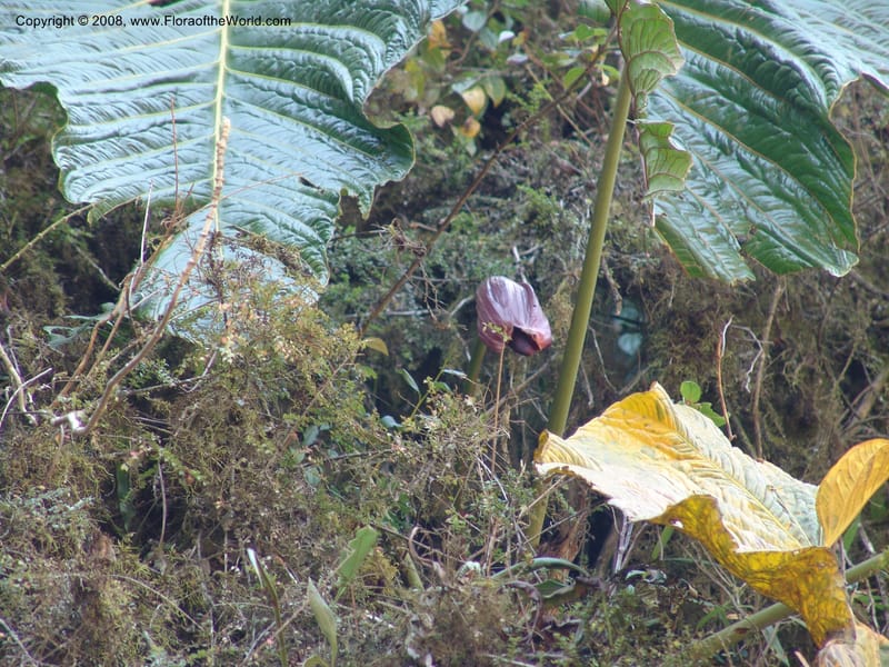 Anthurium gualeanum, Croat93239--Ecuador. Prov. Pichincha. Old hwy Quito to Sto. Domingo.   12 Aug 04. 029.jpg