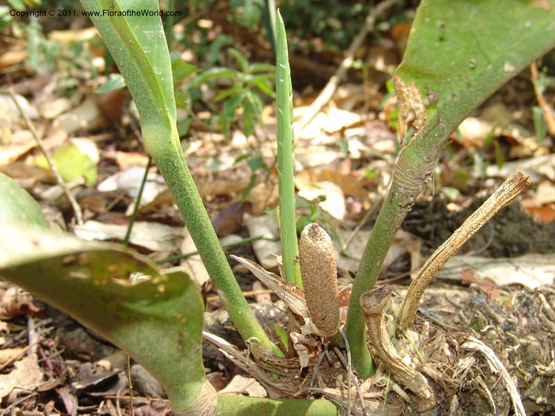 Anthurium plowmanii, AraujoM2908--Bolivia. F. Tamayo. Rio Machariapu. 17 Sep 06. 283 (3).jpg