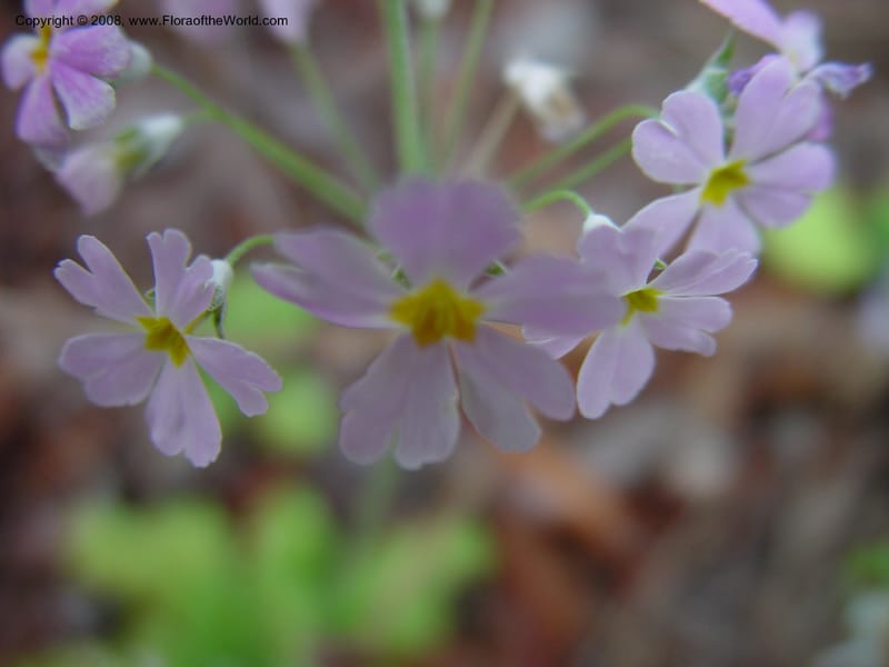 Primula forbesii. 96.0894--CA. UC Berkeley Bot. Garden. 11 Feb 03. 005.jpg