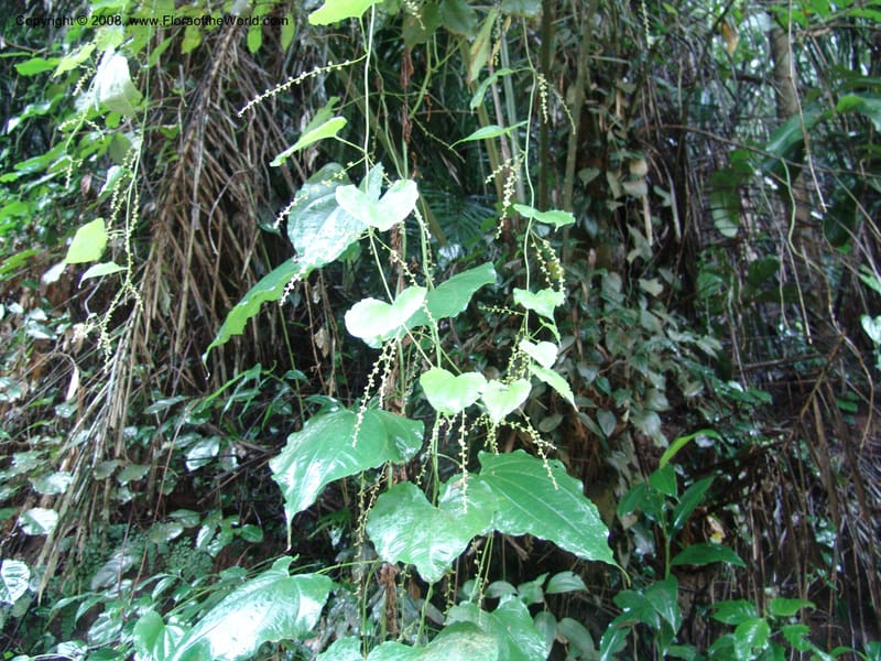 Dioscorea--Tanzania. Amani Nature Reserve. 29 Jun 04. 225.jpg