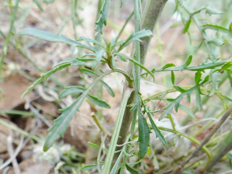 Scrophularia--Kurdistan. 2nd stop after Tawilla. 22 May 2013. DSC04763 (49).JPG