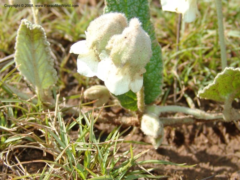 Hermannia geniculata--So.Africa. E. Cape. Moonstone Farm, Quanti Area, Stut. 8 Mch 05. 056.jpg
