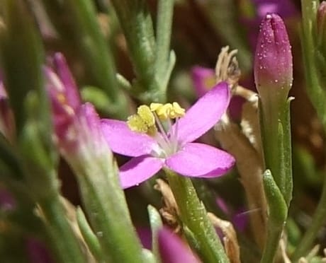 Centaurium pulchellum, Fortunato 13214--Argentina. Pedernal, Hwy 153. 10 Feb 2018. DSC00169 (44).JPG
