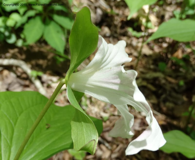 Trillium grandiflorum, Davidson, C 12998--North Carolina. Macon Co. Standing Indian. 14 May 2015. DSC05212 (224).JPG