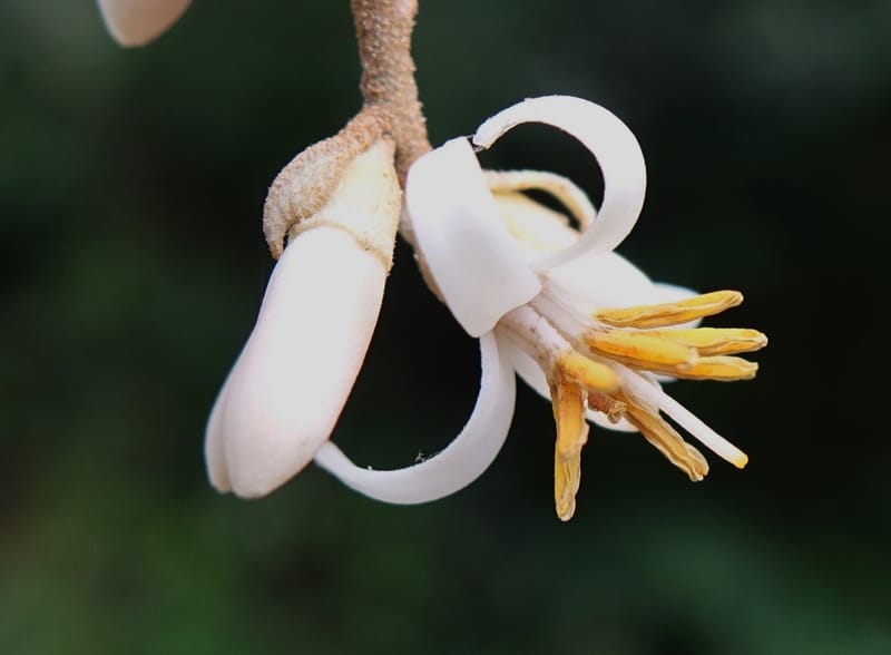 Styrax suberifolia, Chung Kuo-Fang 3354--Taiwan. Wulai Distr. Wulai village. Chia Jiao Liao. 19 May 2016.  (47).JPG