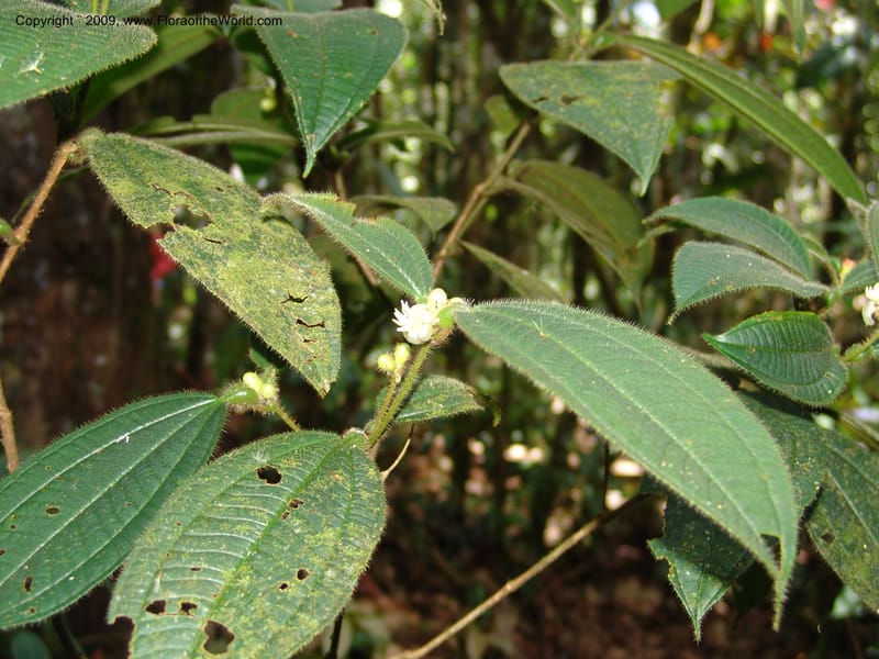 Tococa, DNeill15936--Ecuador. Prv. Zam. Ch. C del Condor. Wawaime plot. 22 Sep 07. 165.jpg