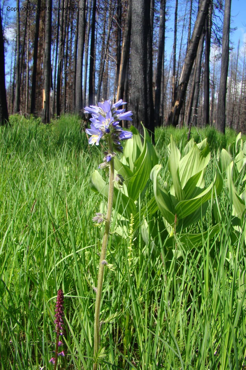 Polemonium occidentale, C. Davidson 11458--ID. Valley Co. Warm Lake. 16 June 2009. 021.jpg