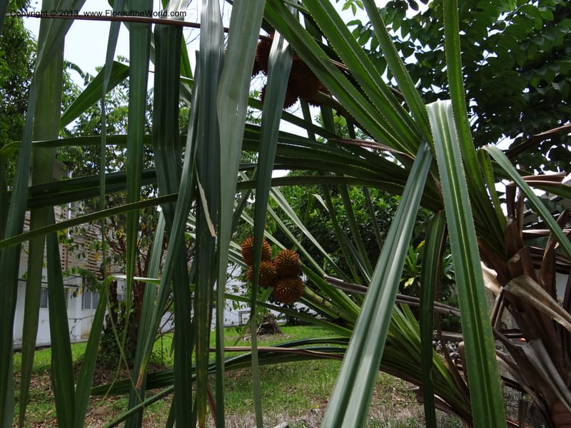 Fruiting branches with long strap-like leaves