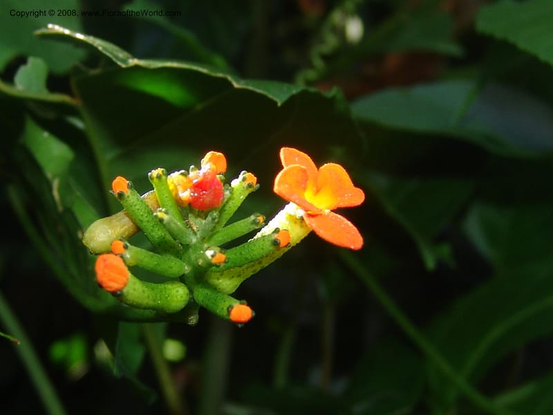Psiguria warscewiczii--Costa Rica. Prov. Limon. La Selva Biol. Sta. 5 Nov 05. 188.jpg
