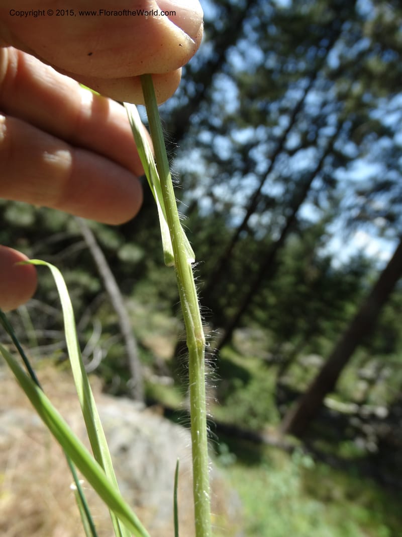 Bromus anomalus, Davidson, C 12563--Idaho. Valley Co. Payette Lake. Sylvan Beach. 12 Jul 2014. DSC09429 (157).JPG