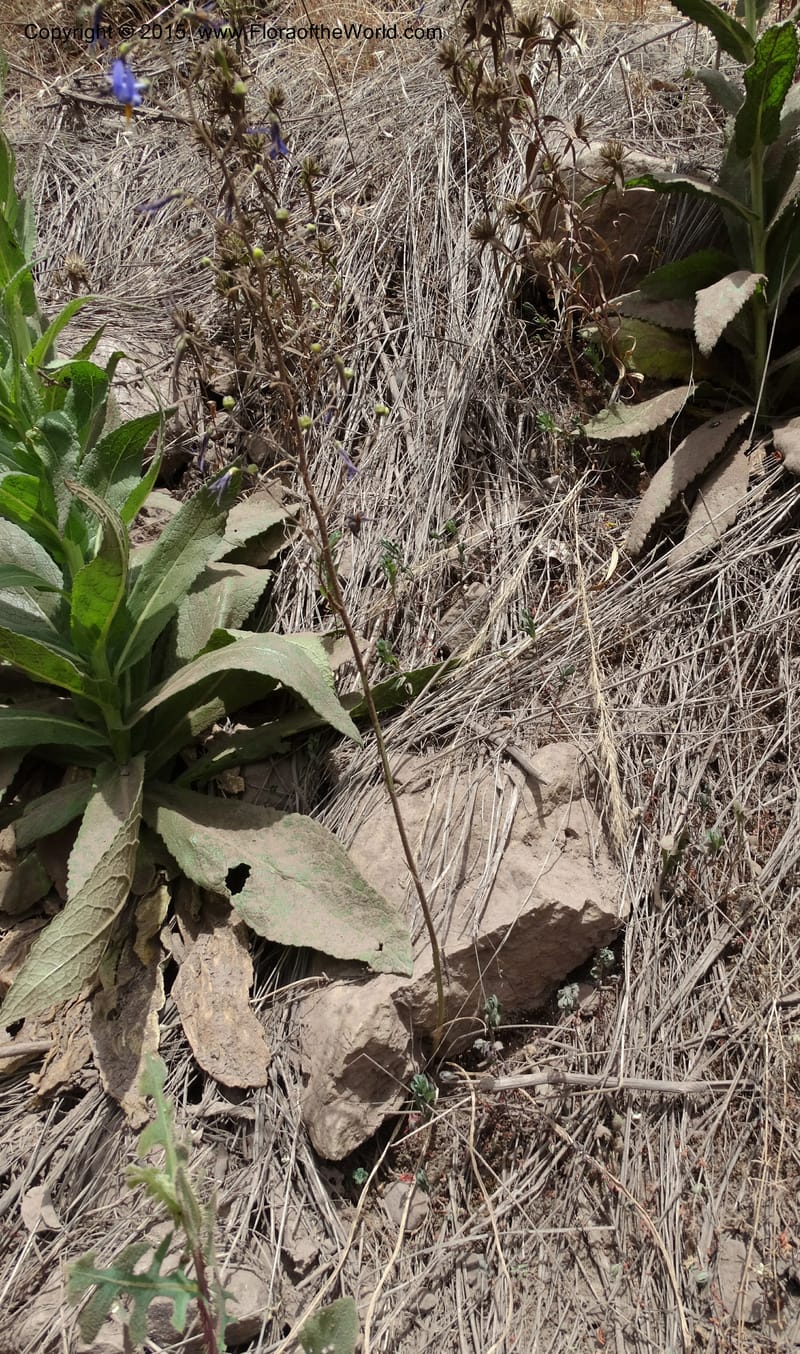 Conanthera bifolia, Davidson, C 12823--Chile. Ruta J-55 east of Talca. 27 Nov 2014. DSC08656 (23).JPG