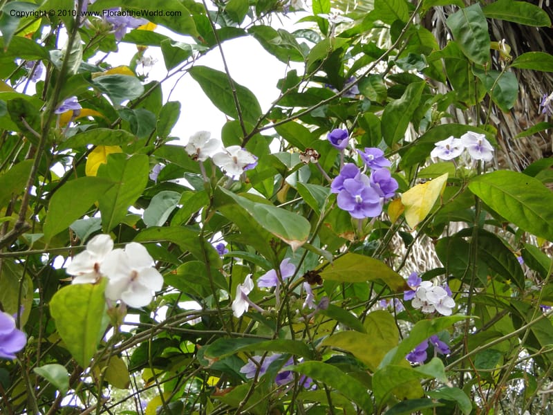 Brunfelsia grandiflora--Florida. Marie Selby Gardens, Sarasota. 16 March 2010. 236 (1).jpg