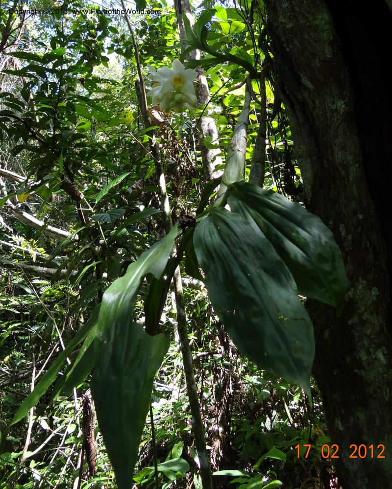 Chysis bractescens, Martinez-Melendez, M 422--Mexico, Chiapas, Palenque-Ocosingo 17 Feb 2012  3153 (12).JPG