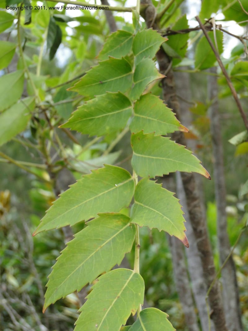 Myodocarpus fraxinifolius, Lowry, P. P 7180--New Caledonia. Mont Koghis. 18 Jan 2010. 531 (10).JPG