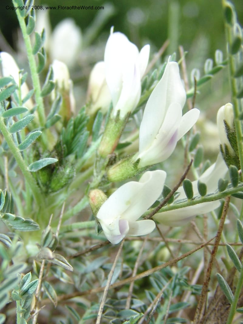 Astragalus massiliensis--France. Paris. Jardin des Plantes. 28 Apr 05. 167.jpg