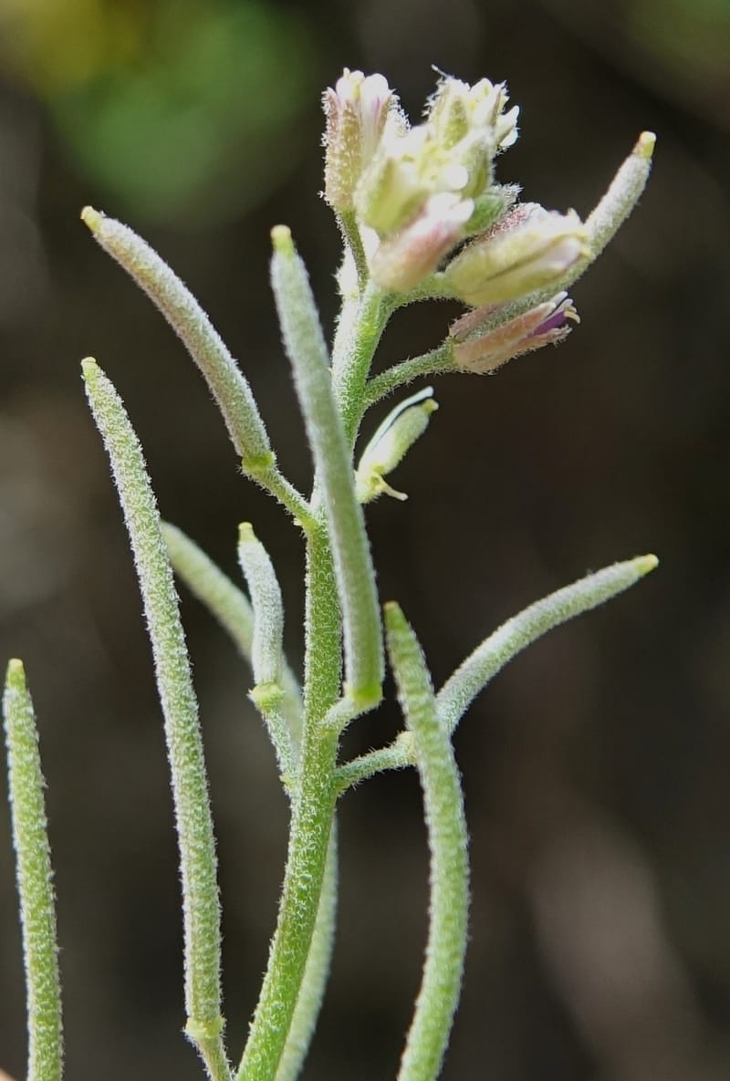 Arabis pycnocarpa var. pycnocarpa, D. Boufford 44001--China. Sichuan. Yibailingba-gou. 12 Aug 2017. DSC04660 (140).JPG