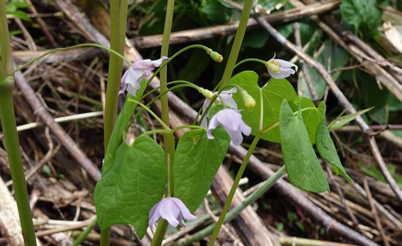 Ranzania japonica--Japan. Myoko Kenmin-no-mori. Hiuchiyama Trial. 27 May 2016.  (138).JPG