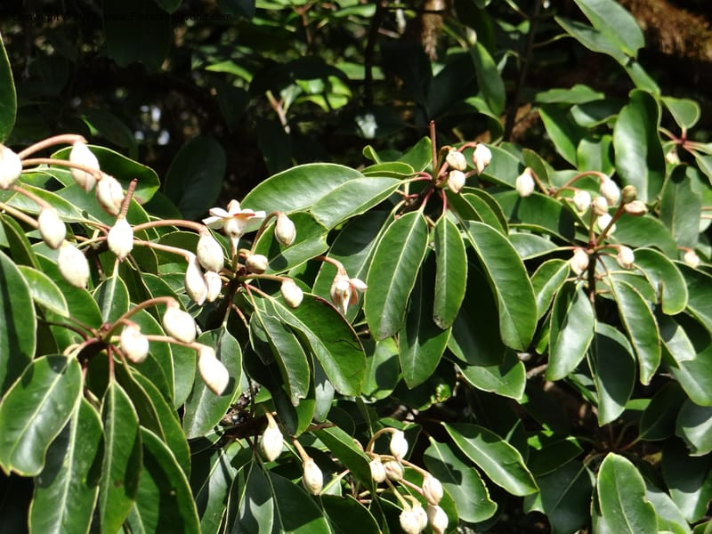 Anneslea fragrans, VC 5499--Thailand. Chiang Mai. Doi Inthanon Nat. Park. 8 Nov 2012. DSC07747 (155).JPG