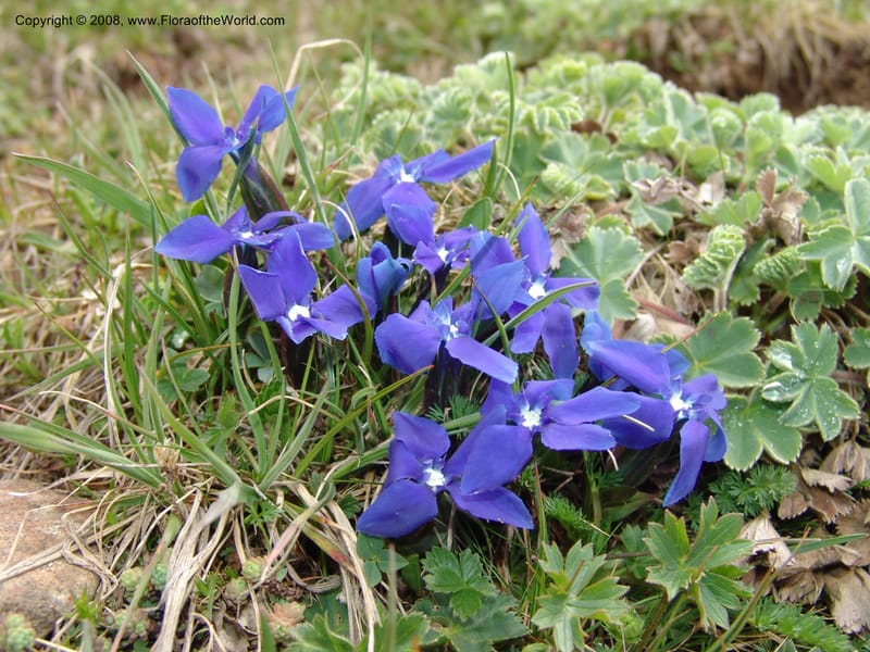 Gentiana angulosa--Georgia. Vic. of Tskhrats'karo Pass. 7 Jun 05. 190.jpg