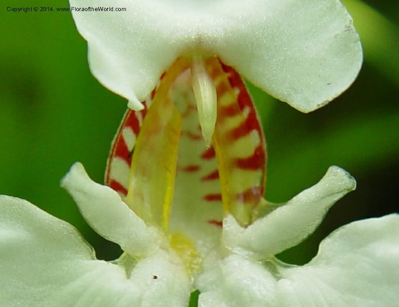 Impatiens burtonii cf--Cameroon. Mt. Cameroon. 5 Dec 03. 032a (3).jpg