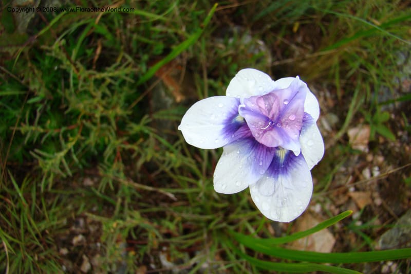 Moraea, WKindeketa3005--Tanz. Makete Distr. Kitulo Nat. Pk. 25 Jan 08. 285.jpg